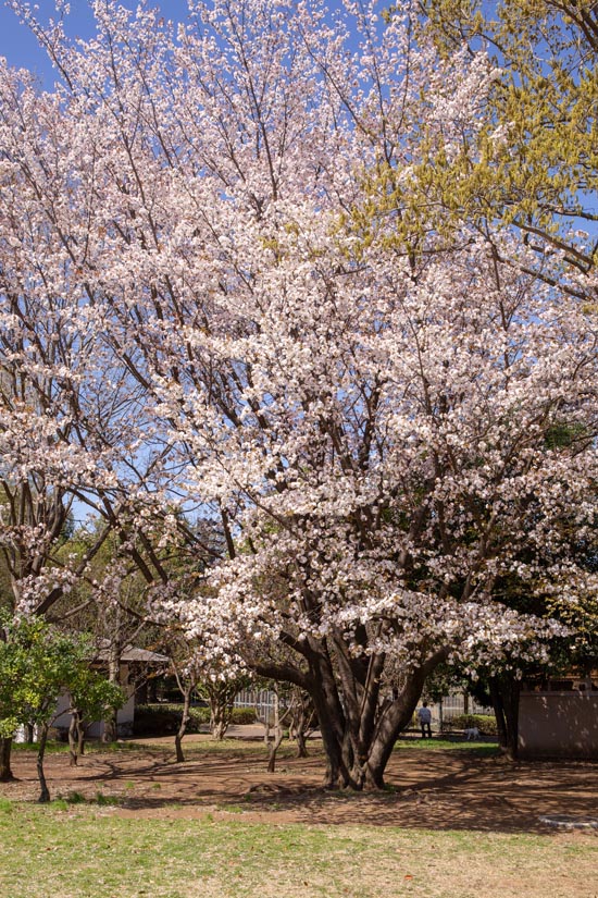 大泉中央公園　満開の桜