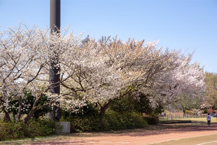大泉中央公園　満開の桜