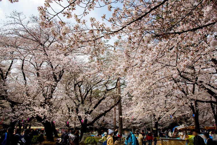 大宮公園　満開の桜2017年