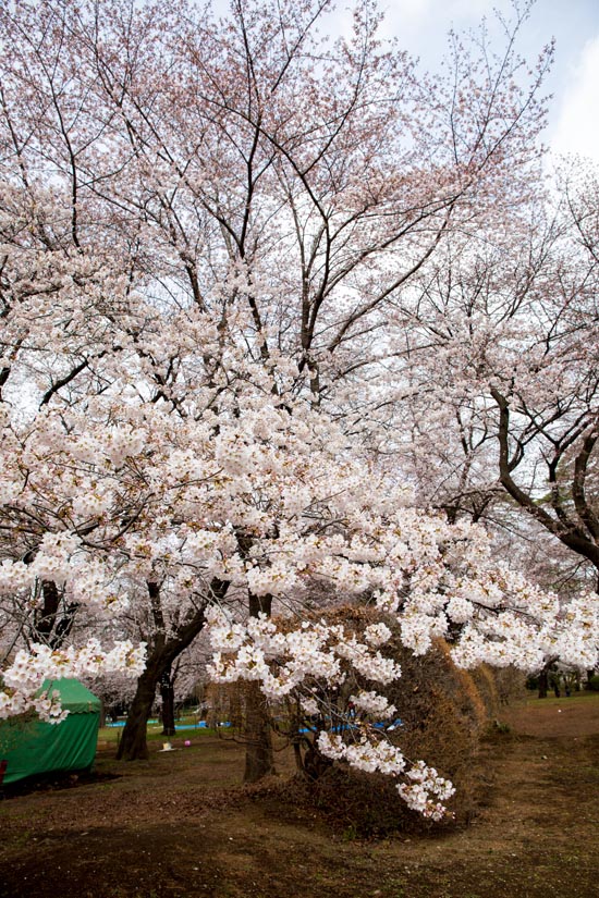 大宮公園　満開の桜2017年