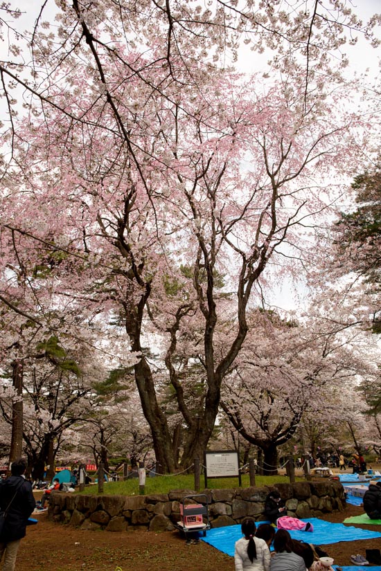 大宮公園　満開の桜2017年　しだれ桜