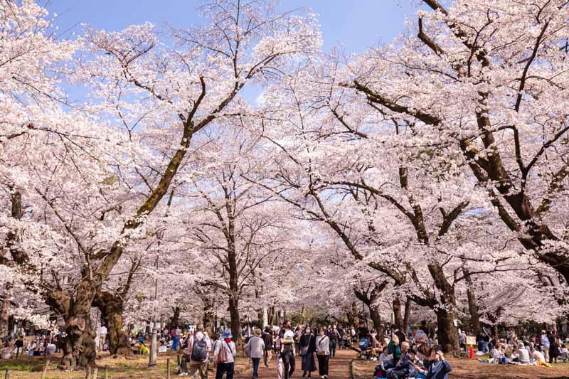 大宮公園　満開の桜　2023年