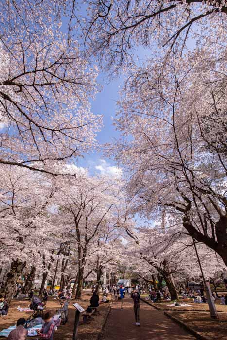 大宮公園　満開の桜　2023年
