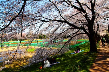 大宮第二公園　桜並木