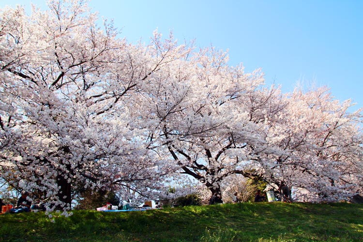大宮第二公園　土手の桜