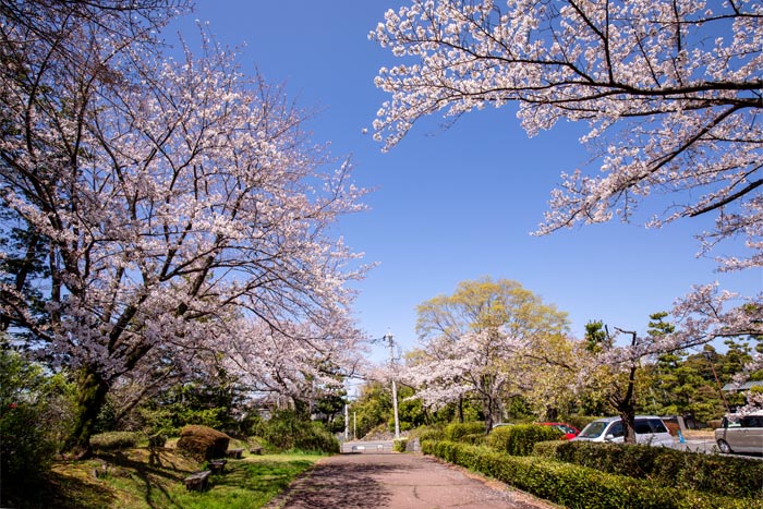 忍城（忍城趾公園・忍公園）　駐車場の桜