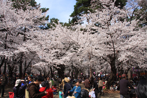 大宮公園　満開の桜2008年