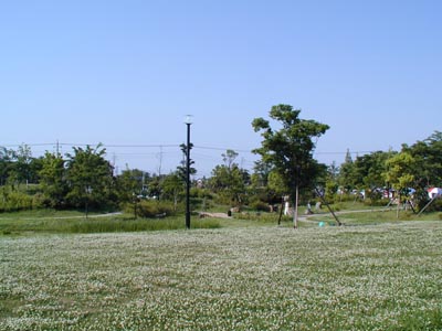庄和総合公園　クローバーの群生　1999年の写真