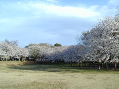内牧公園　桜