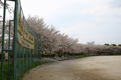 出羽公園　桜　グラウンド