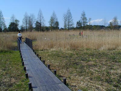 川口自然公園　湿地帯