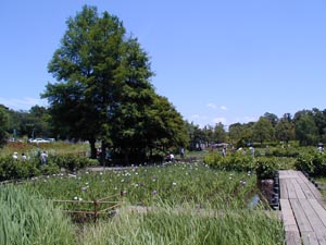 上尾丸山公園　水生植物池