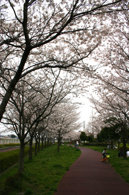 ふれあいの森公園　桜
