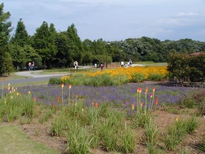 大宮花の丘　花壇