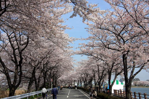 伊佐沼公園　桜並木