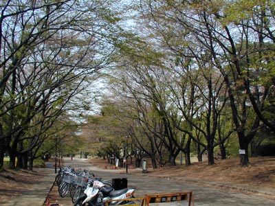 狭山稲荷山公園　桜並木