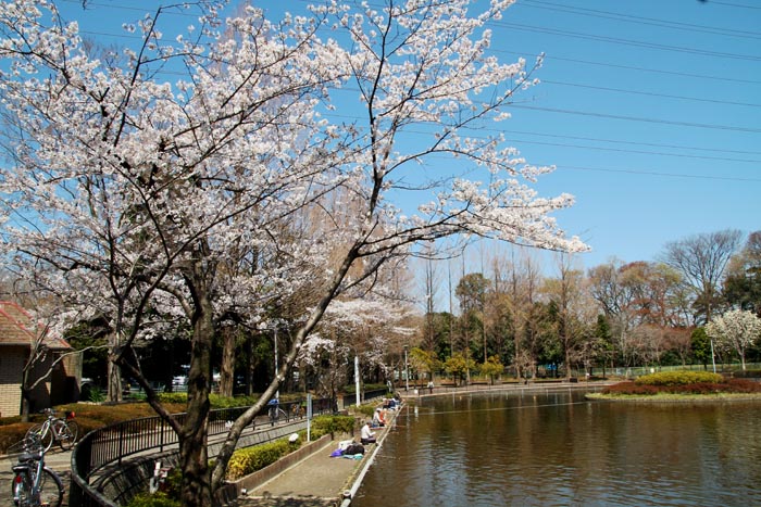 さぎ山記念公園　桜