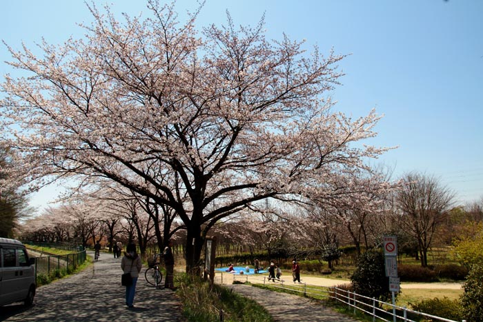 さぎ山記念公園　桜