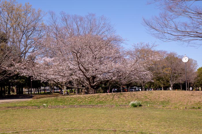 西城沼公園　満開の桜