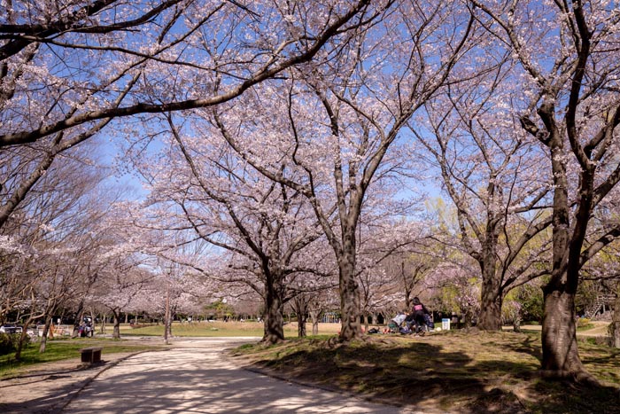 西城沼公園　満開の桜