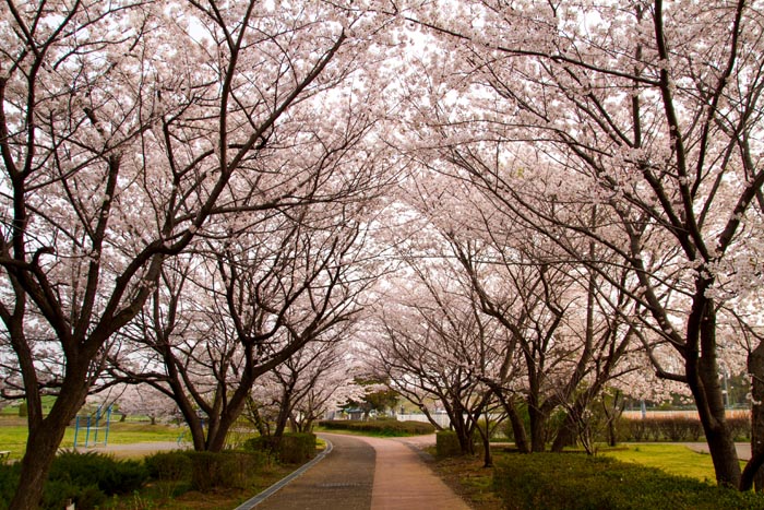 彩湖・道満グリーンパークの桜　鑑賞池周辺