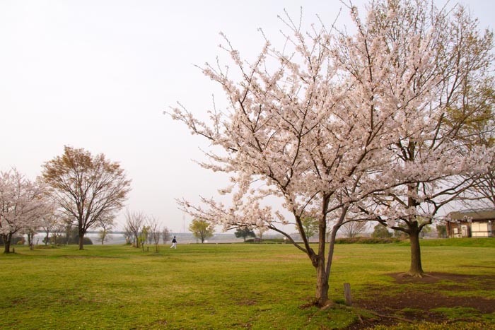 彩湖・道満グリーンパークの桜　公園南側野球場周辺