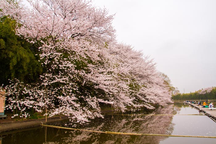 彩湖・道満グリーンパークの桜　へら鮒釣り場の中