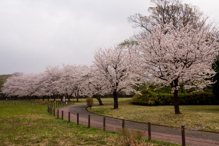 彩湖・道満グリーンパークの桜　ピクニック広場周辺