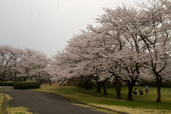 桜草公園　満開の桜