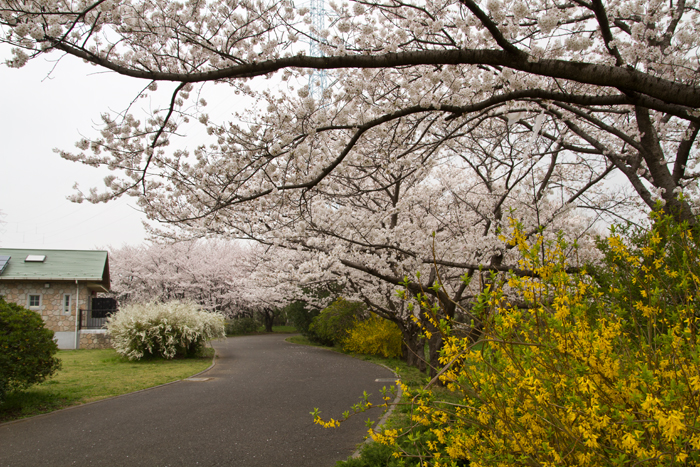 桜草公園　満開の桜