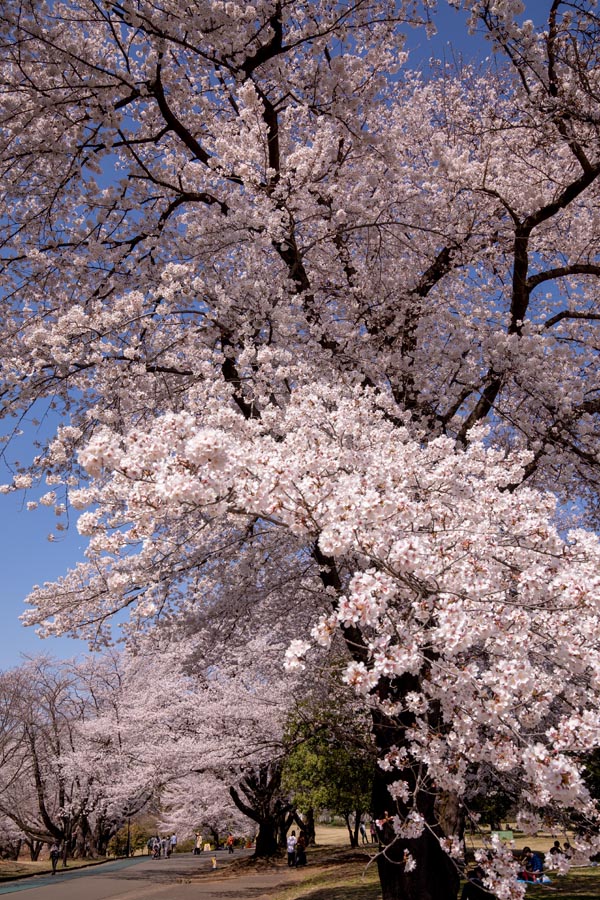 狭山稲荷山公園　満開の桜　2020年