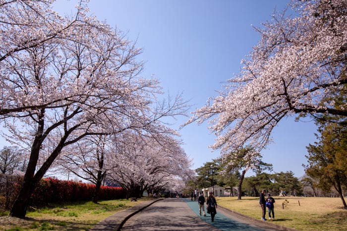 狭山稲荷山公園　満開の桜　2020年