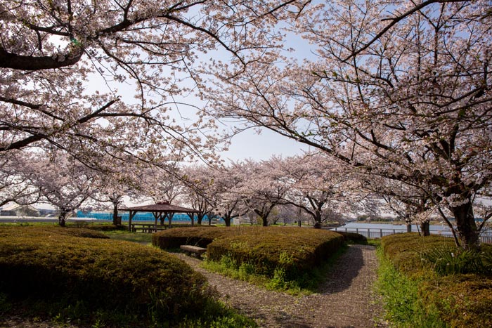 柴山沼（柴山沼公園）満開の桜