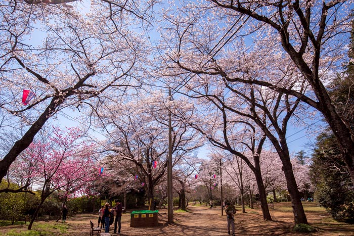 清水公園　満開の桜　しだれ桜と南西側芝生広場へのアクセス道路
