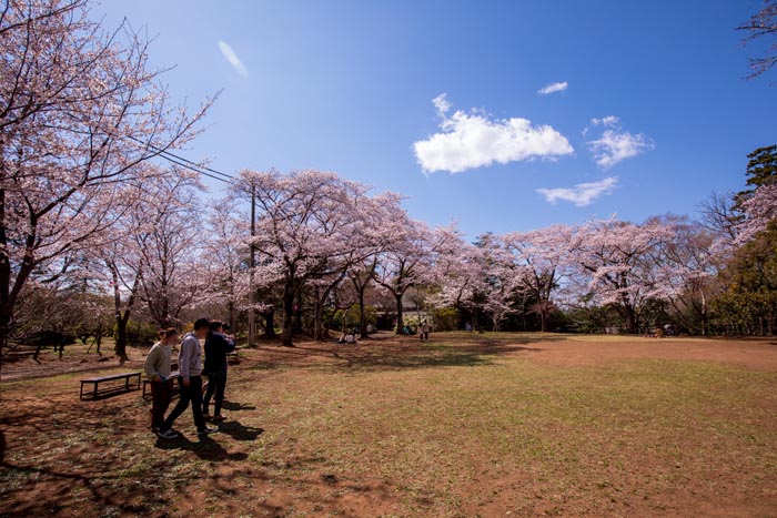 清水公園　満開の桜　しだれ桜近くの芝生広場