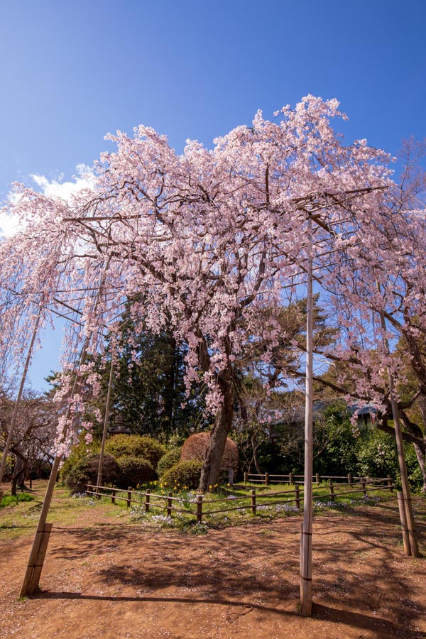 清水公園　満開の桜　しだれ桜