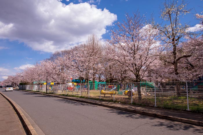 清水公園　満開の桜　ポニー牧場