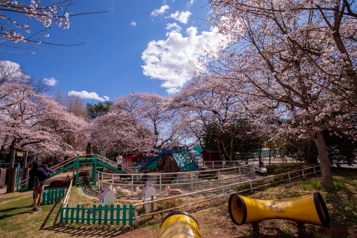 清水公園　満開の桜　ポニー牧場