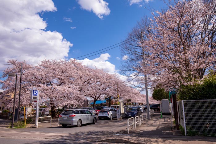 清水公園　満開の桜　清水公園駅からのアクセス道路左手にある駐車場