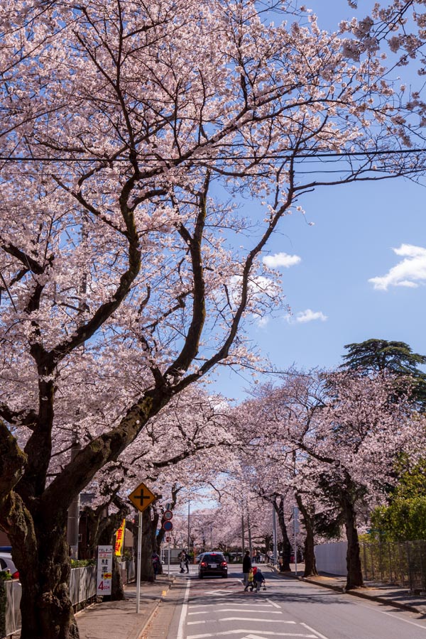 清水公園　満開の桜　野田市総合公園との間の道路の桜並木
