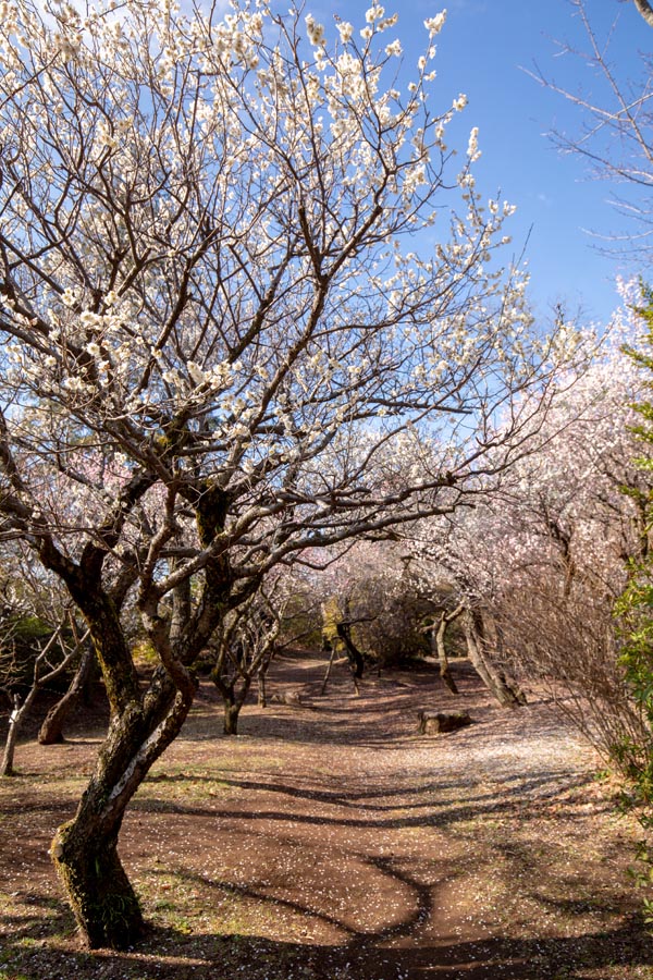 清水公園　梅の木（梅まつり）
