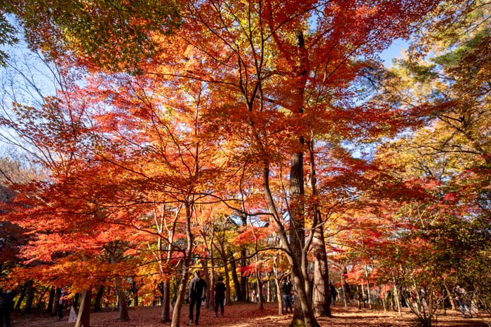 国営武蔵丘陵森林公園　カエデ園の紅葉黄葉　2021年