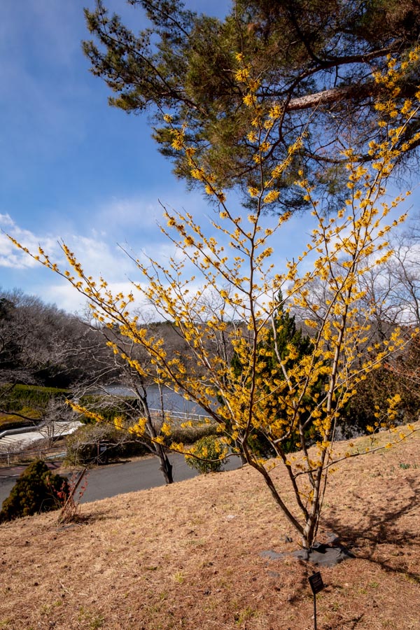 国営武蔵丘陵森林公園　マンサクの花