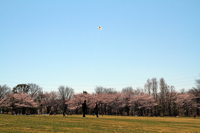 そうか公園の桜　芝生広場　傾斜がある