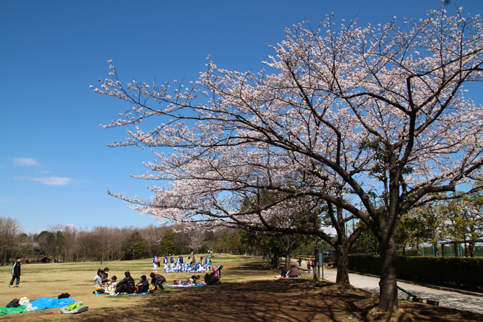 そうか公園の桜　芝生広場