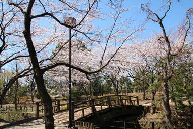 そうか公園の桜　橋のあたり