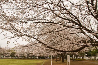 杉戸西近隣公園　桜並木