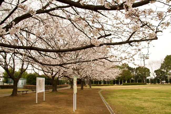 杉戸西近隣公園　桜