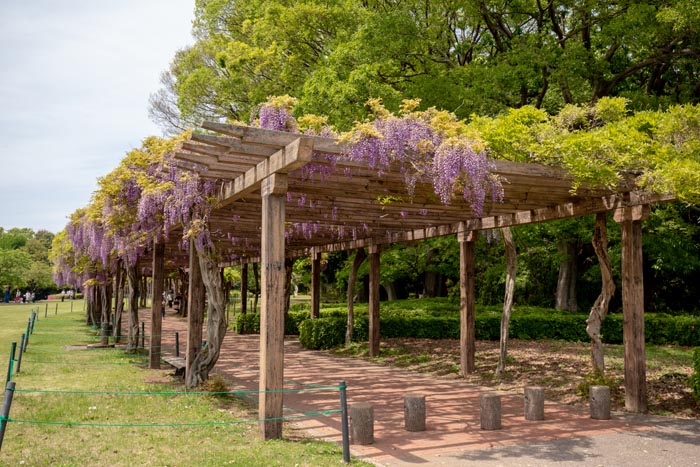 多々良沼公園　邑楽町多々良沼公園　130メートルの藤棚　満開の藤の花