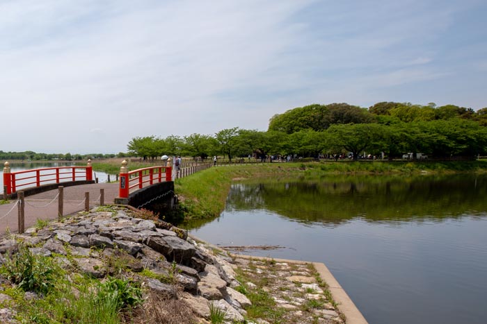 邑楽町多々良沼公園　浮島から見た公園